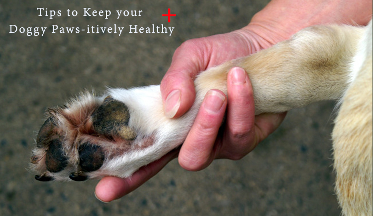 Tip For Keeping Dog's Paws Healthy 
