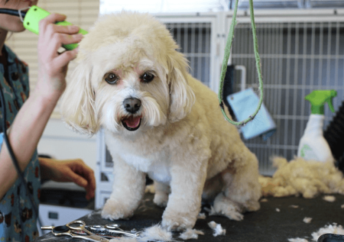 Lack of Grooming - Pet Care Supplies Blog