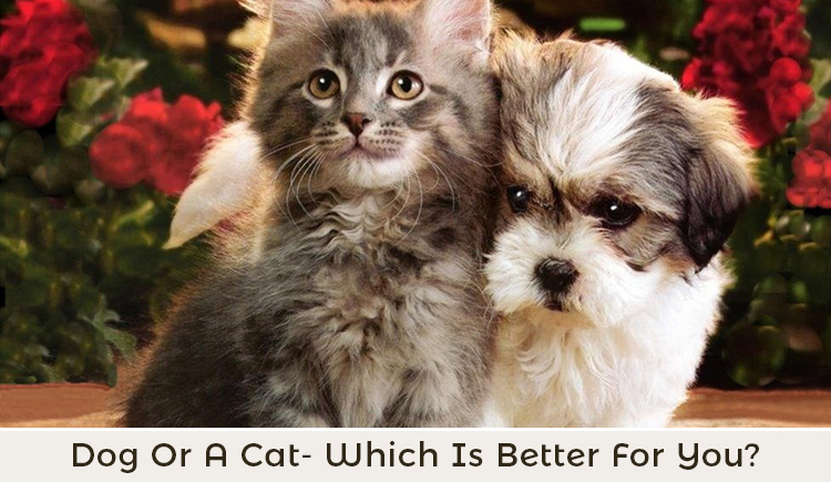 Choose from Cat and Dog